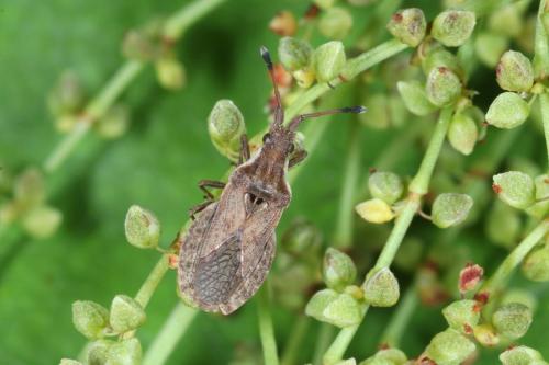 Réf. 283 952 : Spathocera dalmanii